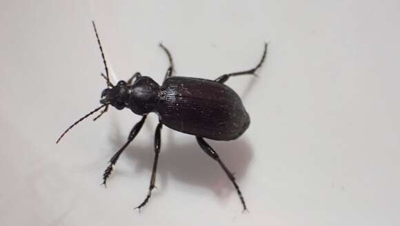 Слика од Calosoma (Campalita) chlorostictum cognatum Chaudoir 1850