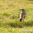 Image of Red-tailed Wheatear