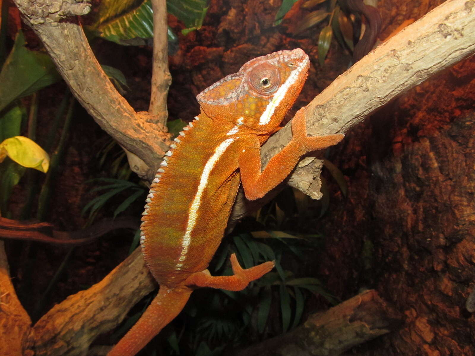 Image of Panther Chameleon