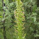 Image of Pterygodium magnum Rchb. fil.