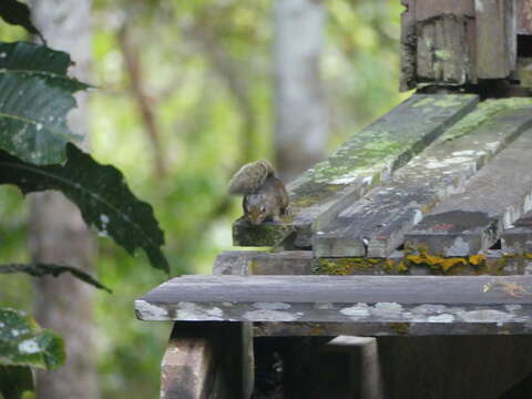 Image of Low's squirrel