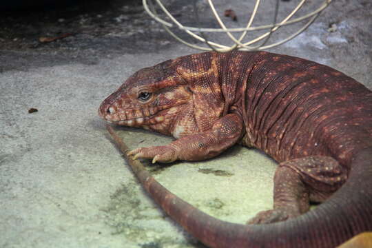 Image of Red Tegu