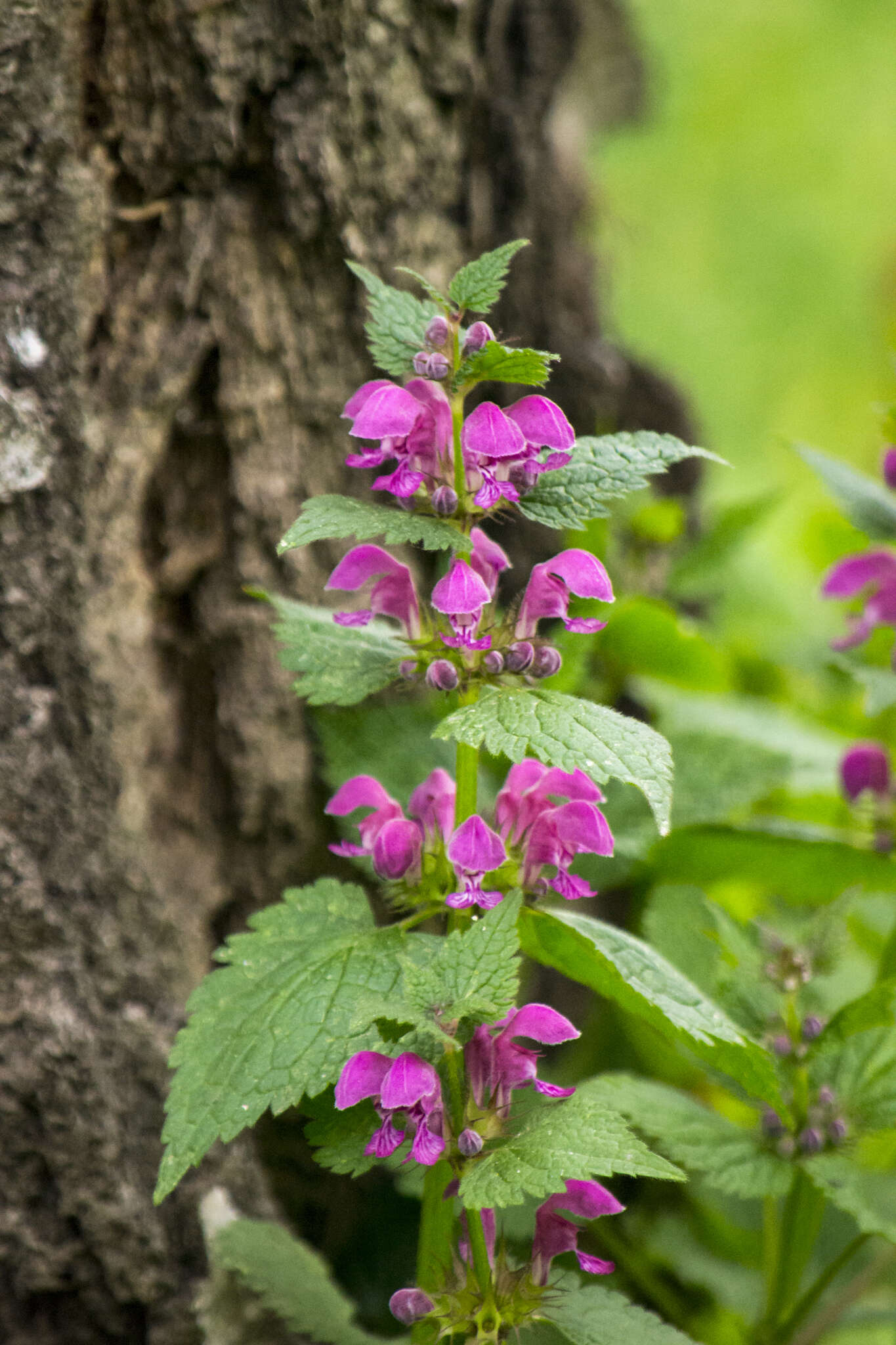 Image of spotted dead-nettle