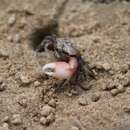 Image of Atlantic sand fiddler