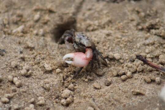 Image of Atlantic sand fiddler