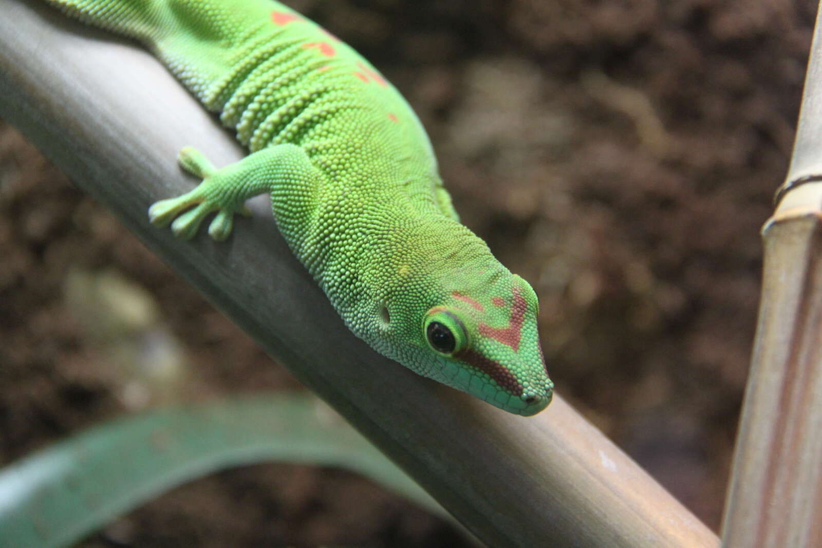 Plancia ëd Phelsuma madagascariensis Gray 1831