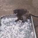 Image of brown-mantled tamarin