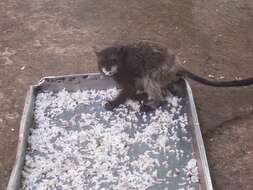 Image of brown-mantled tamarin