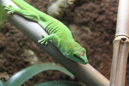 Plancia ëd Phelsuma madagascariensis Gray 1831