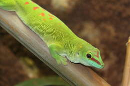 Plancia ëd Phelsuma madagascariensis Gray 1831