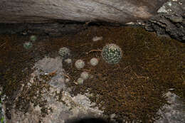 Mammillaria jaliscana subsp. jaliscana的圖片