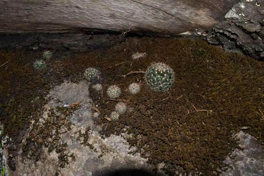 Mammillaria jaliscana subsp. jaliscana的圖片