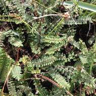 Image of golden lipfern