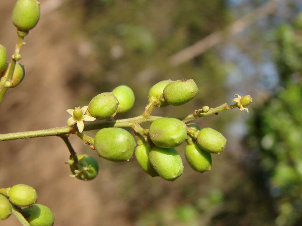 Слика од Tapirira guianensis Aubl.