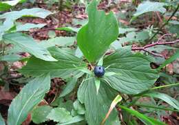 Image of herb Paris