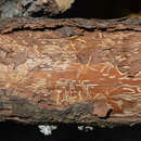 Image of Six-toothed spruce bark beetle