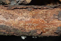 Image of Six-toothed spruce bark beetle