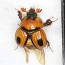 Слика од Bolbocerosoma confusum Brown 1928