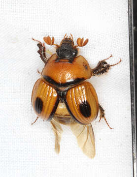 Слика од Bolbocerosoma confusum Brown 1928