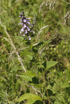 Image of western germander