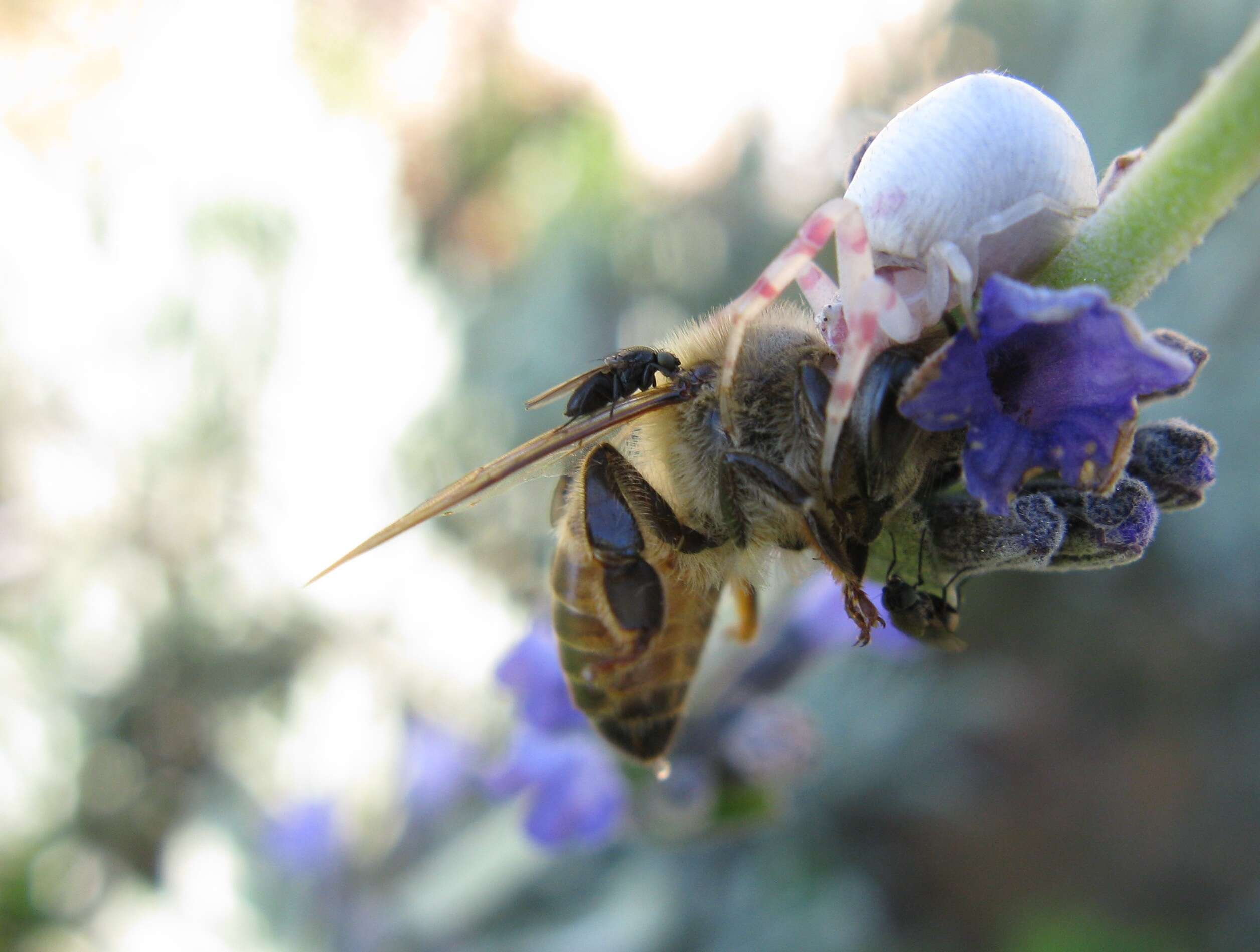 Image of freeloader flies