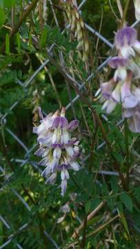 Image of wood vetch