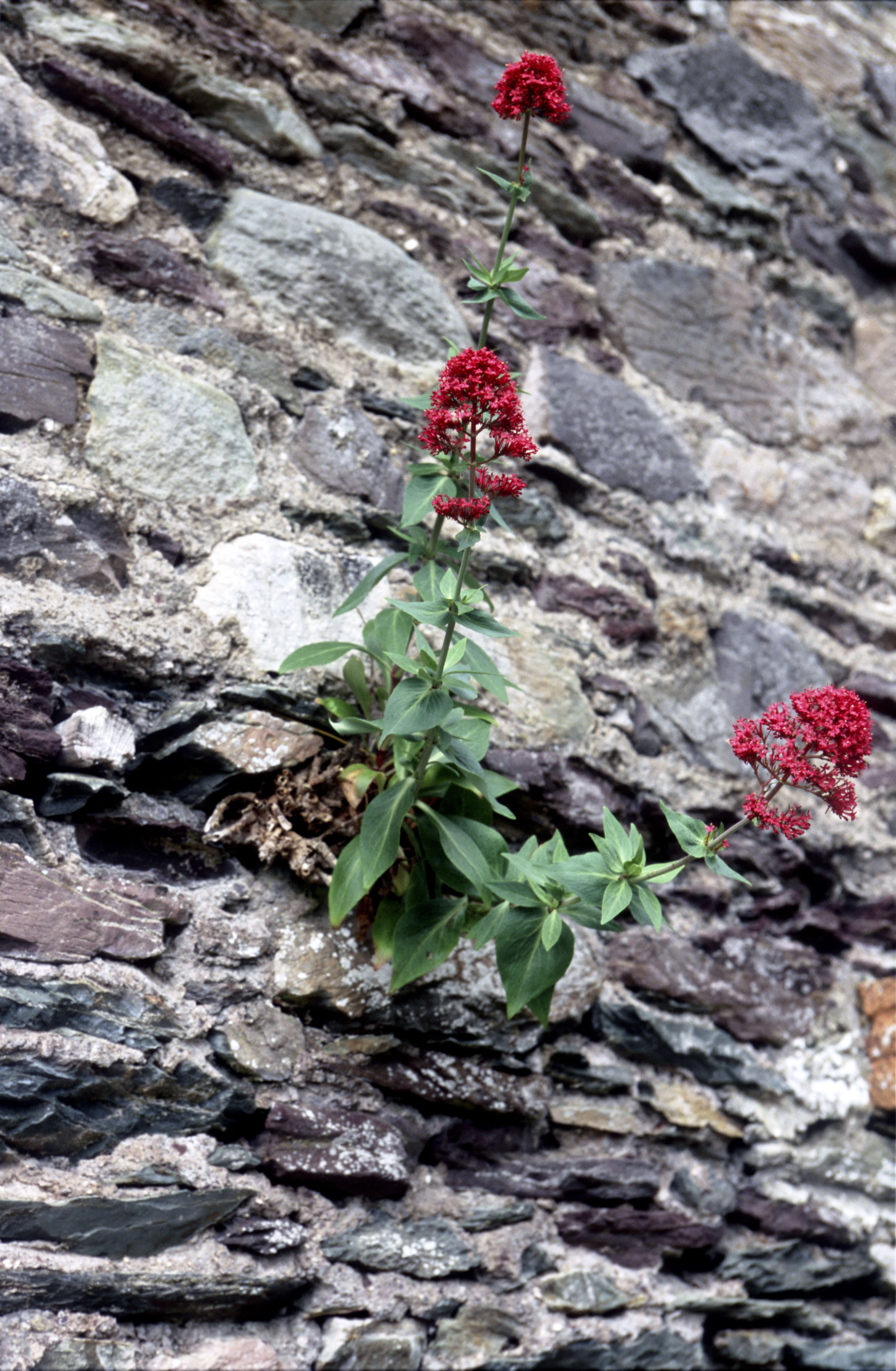 Image of Red Valerian