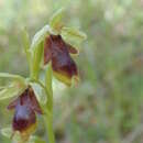 Sivun Ophrys insectifera subsp. aymoninii Breistr. kuva