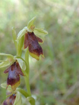 Слика од Ophrys insectifera subsp. aymoninii Breistr.