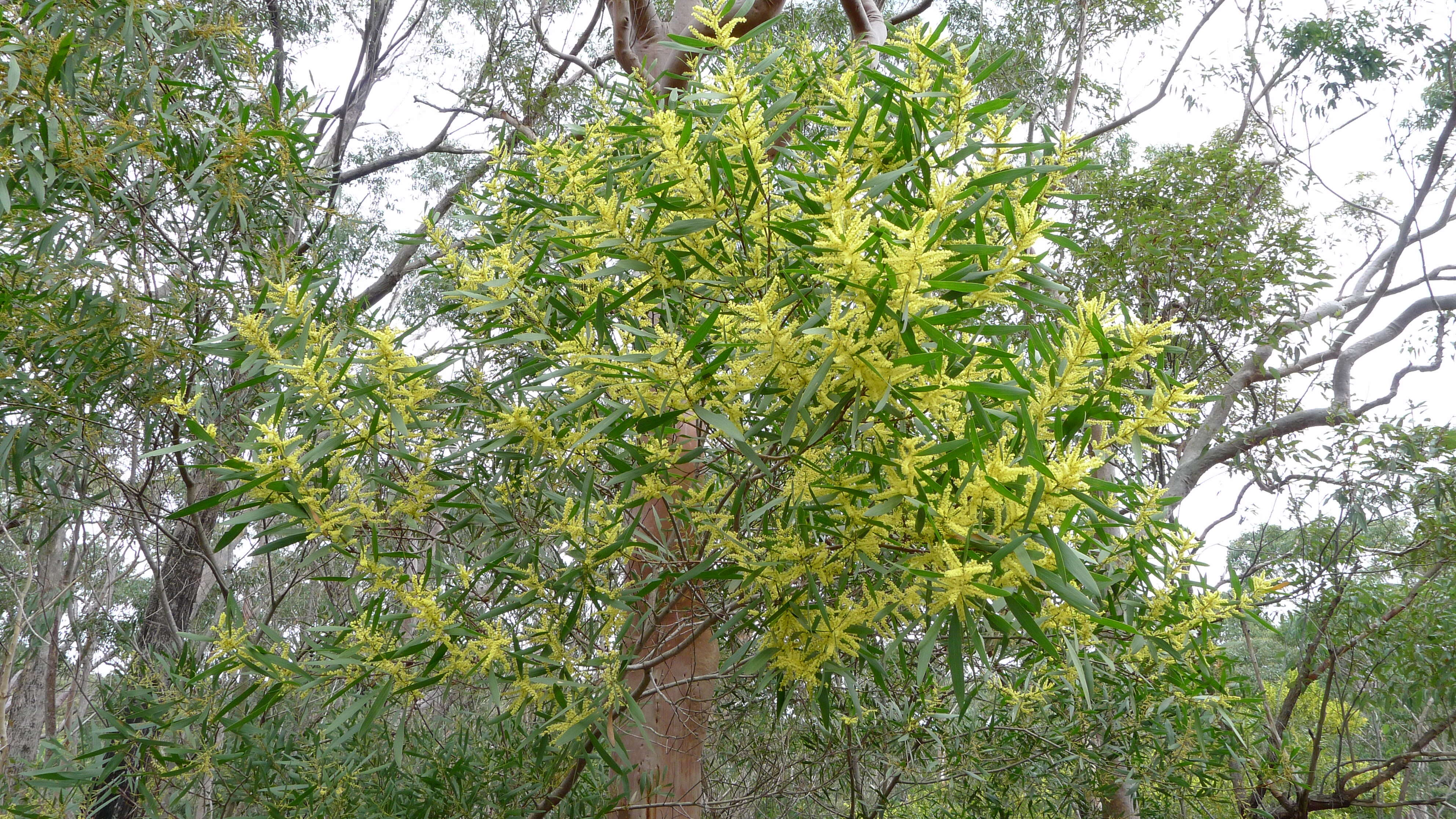 Imagem de Acacia longifolia (Andrews) Willd.