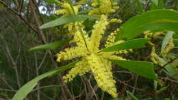 Imagem de Acacia longifolia (Andrews) Willd.