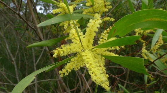 Plancia ëd Acacia longifolia (Andrews) Willd.