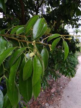 Image of lychee