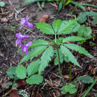 Image of Cardamine glanduligera O. Schwarz