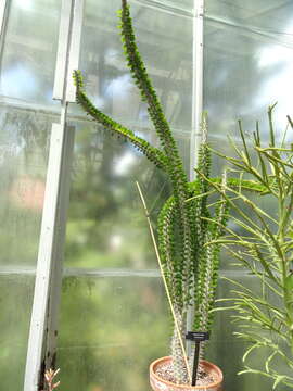 Image of Madagascan ocotillo