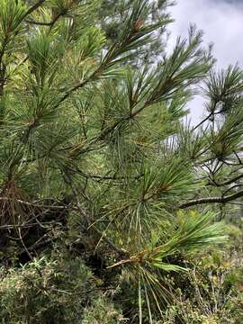 Sivun Pinus armandii var. mastersiana (Hayata) Hayata kuva