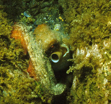 Image of Common octopus