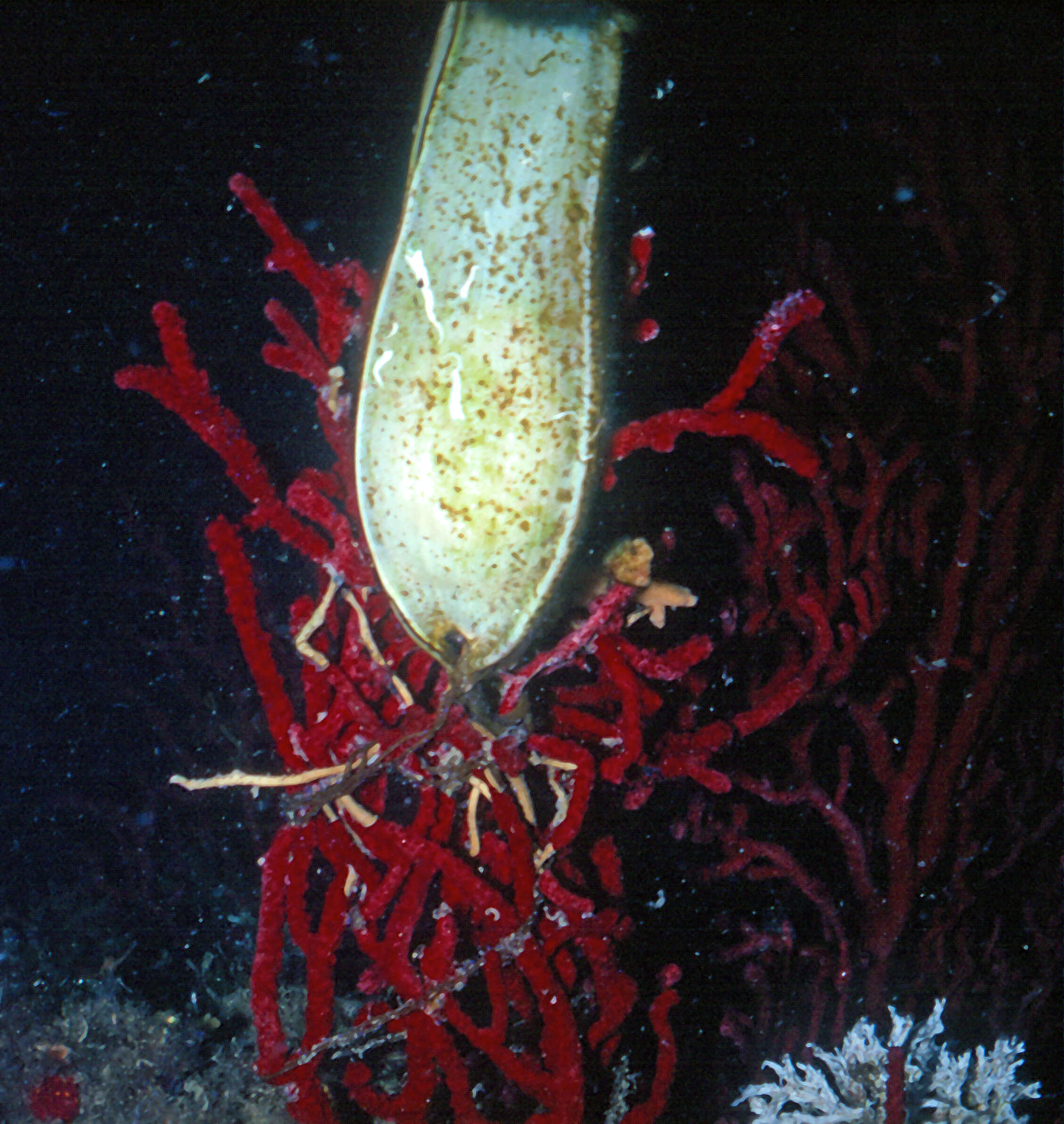 Image of chameleon sea fan