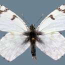 <i>Euchloe ausonides coloradensis</i> resmi