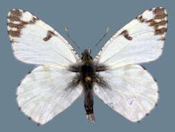 Image of <i>Euchloe ausonides coloradensis</i>