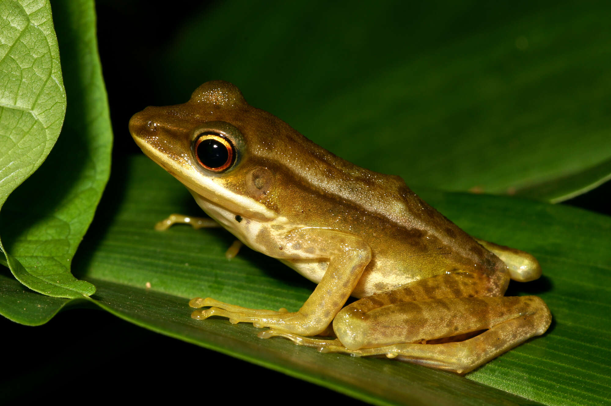 Image of White-lipped frog