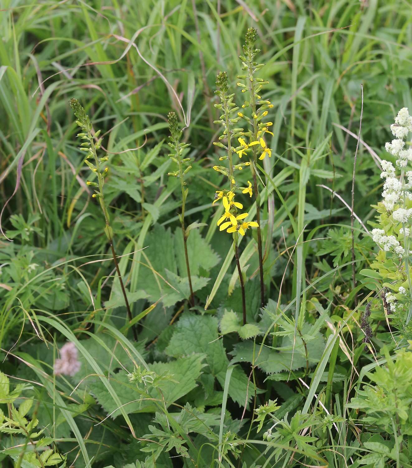 Image de Ligularia stenocephala (Maxim.) Matsum. & Koidz.