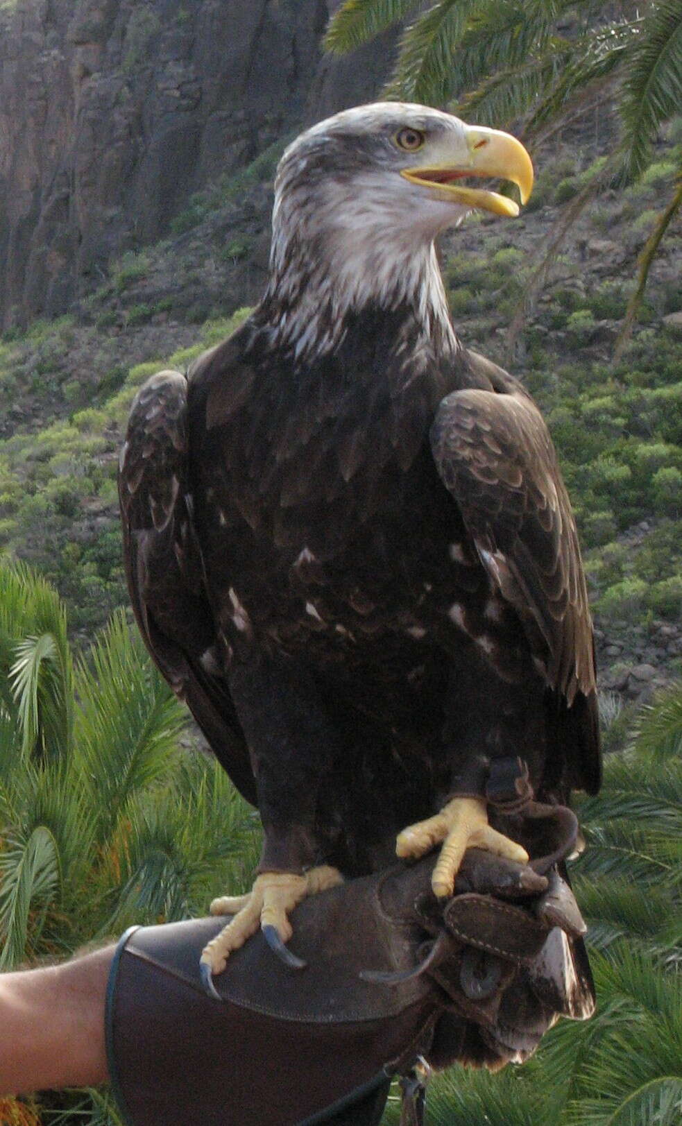 Image of Bald Eagle