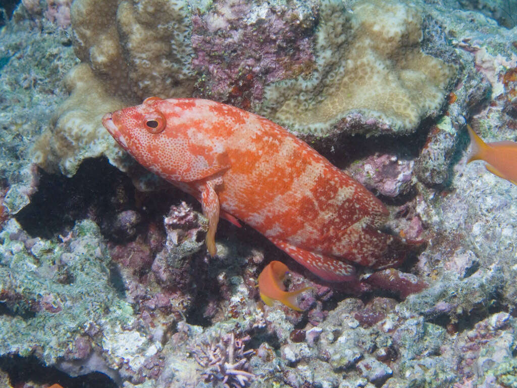 Cephalopholis urodeta (Forster 1801) resmi