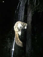 Image of Eastern Flying Squirrel