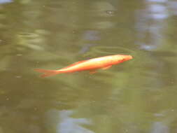 Image of Goldfish