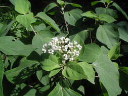 Image of Clibadium arboreum J. D. Smith.