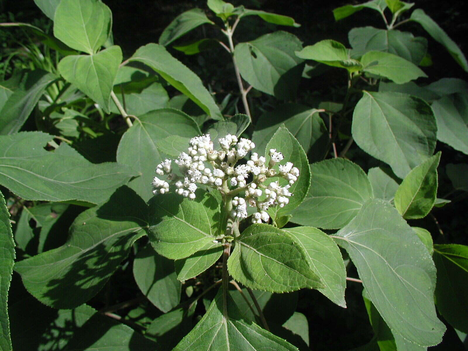 Image of Clibadium arboreum J. D. Smith.