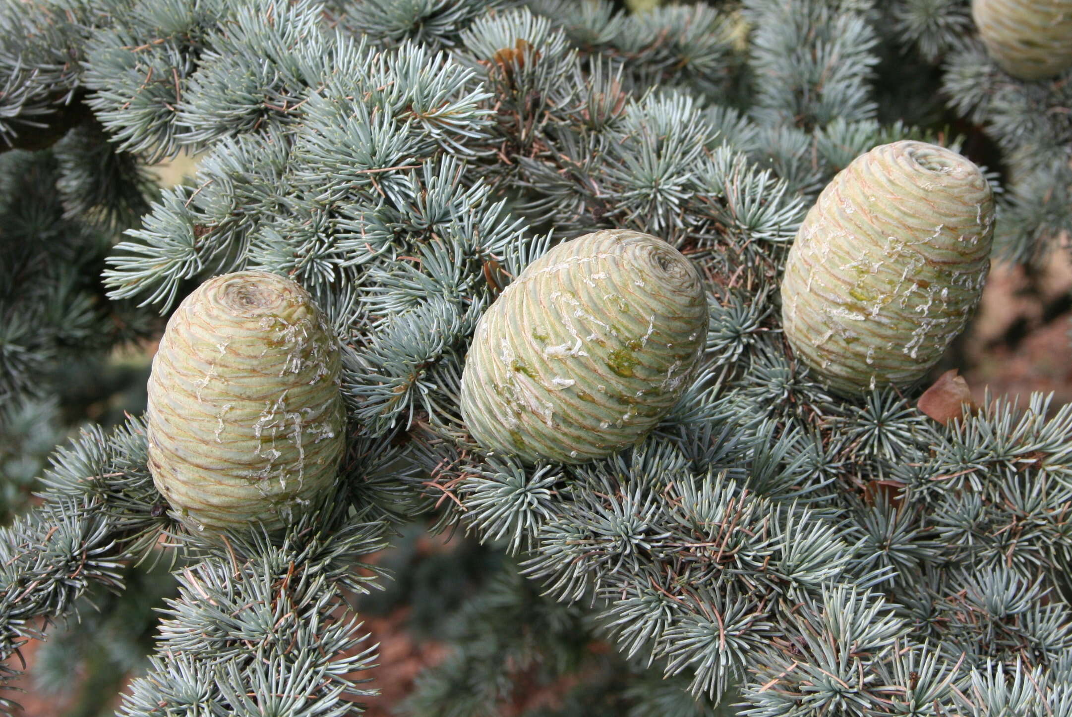 Image of Cedar of Lebanon