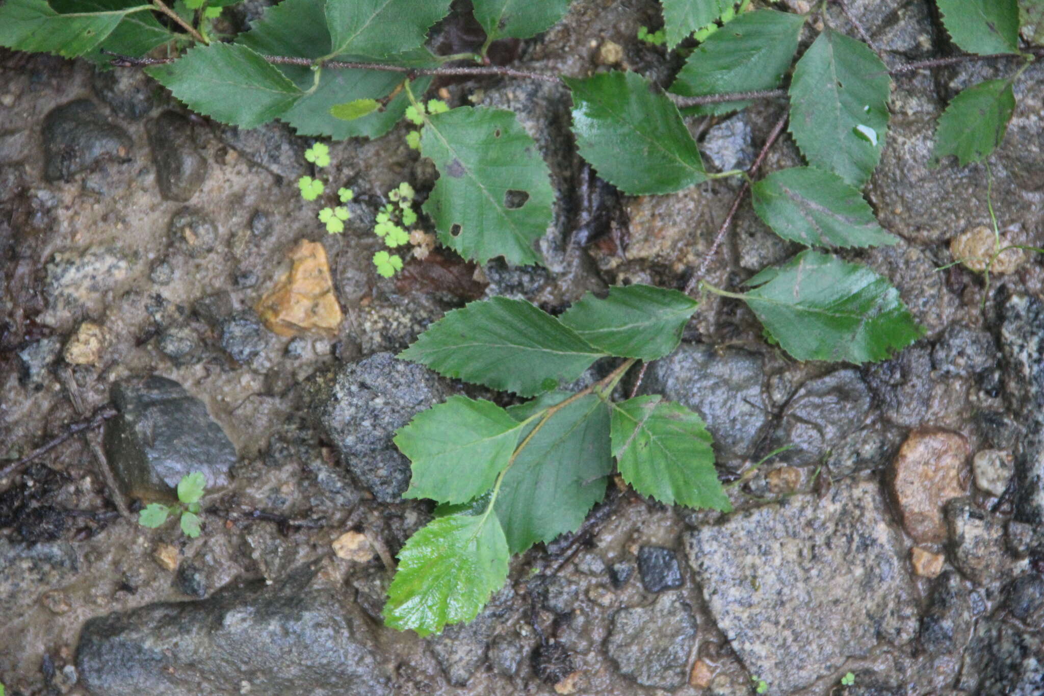 Image of Betula dauurica